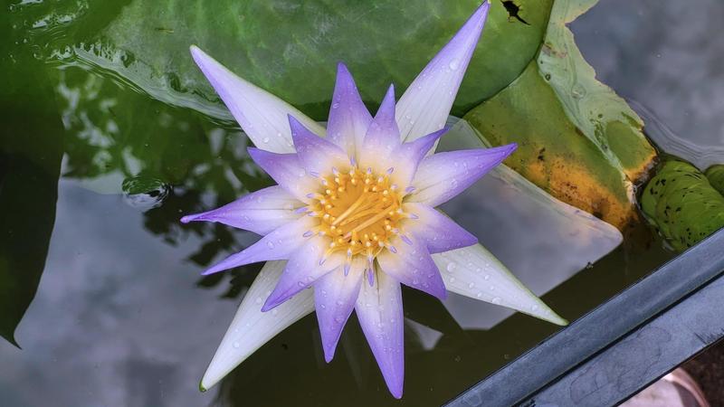 Nymphaea caerulea – Wikipedia