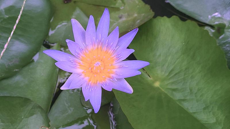 Nymphaea caerulea · Electric Veg