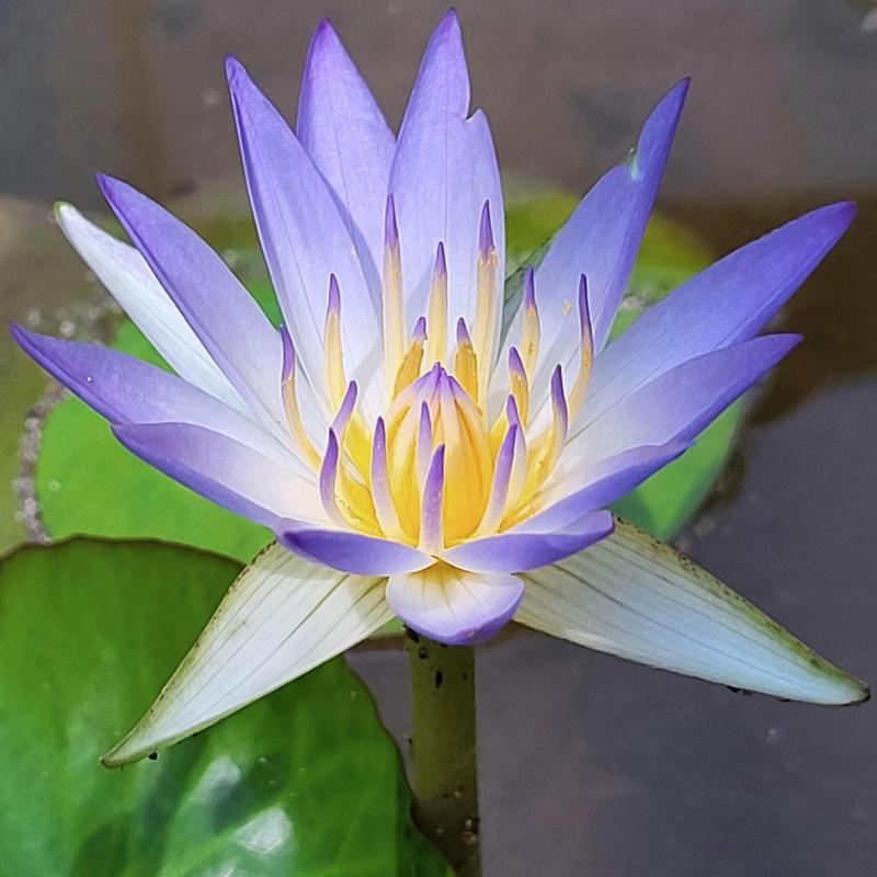 Nymphaea nouchali var. caerulea - Wikipedia